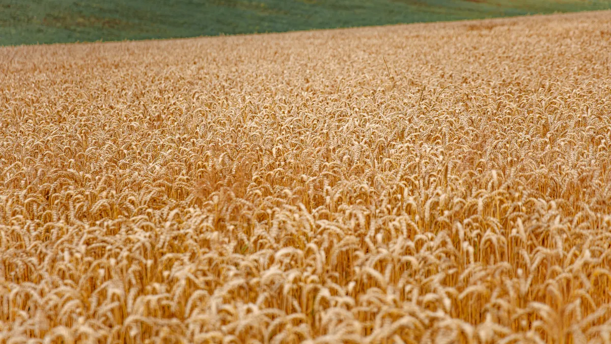 Campo de cereal maduro bajo un cielo claro.