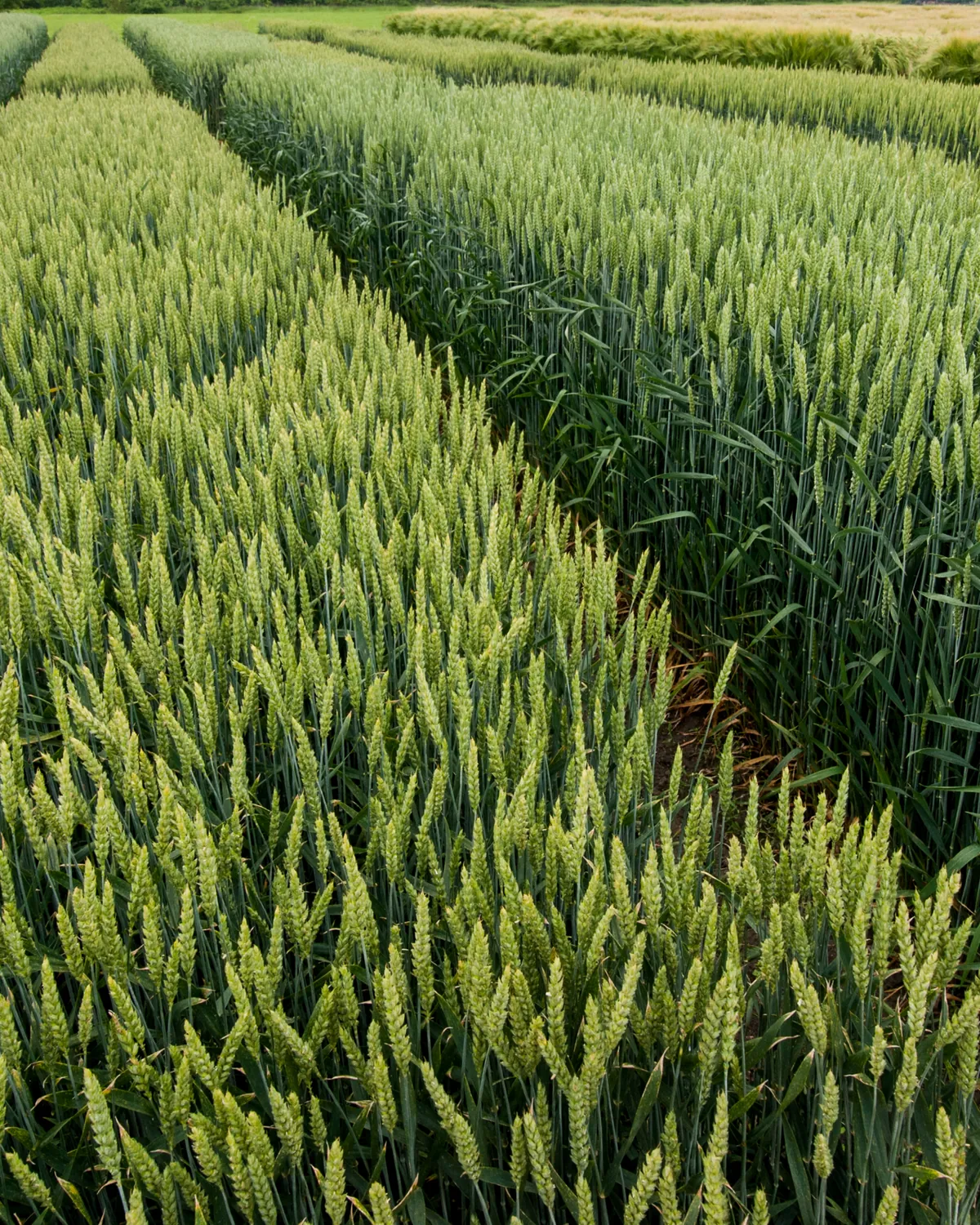 Hileras de cereal verde en un campo, vistas en perspectiva.