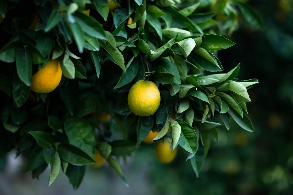 Hojas y fruto de un cítrico, en primer plano.