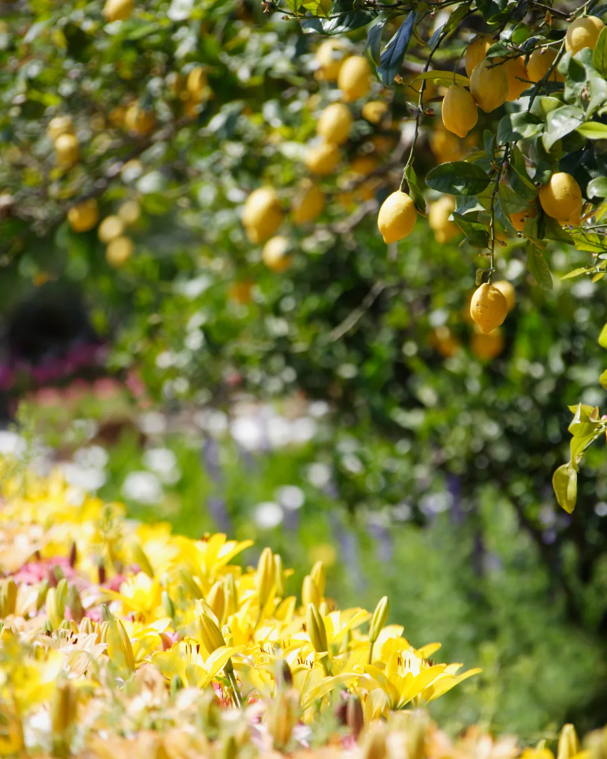 Limonero con fruta y flores amarillas en un jardín.