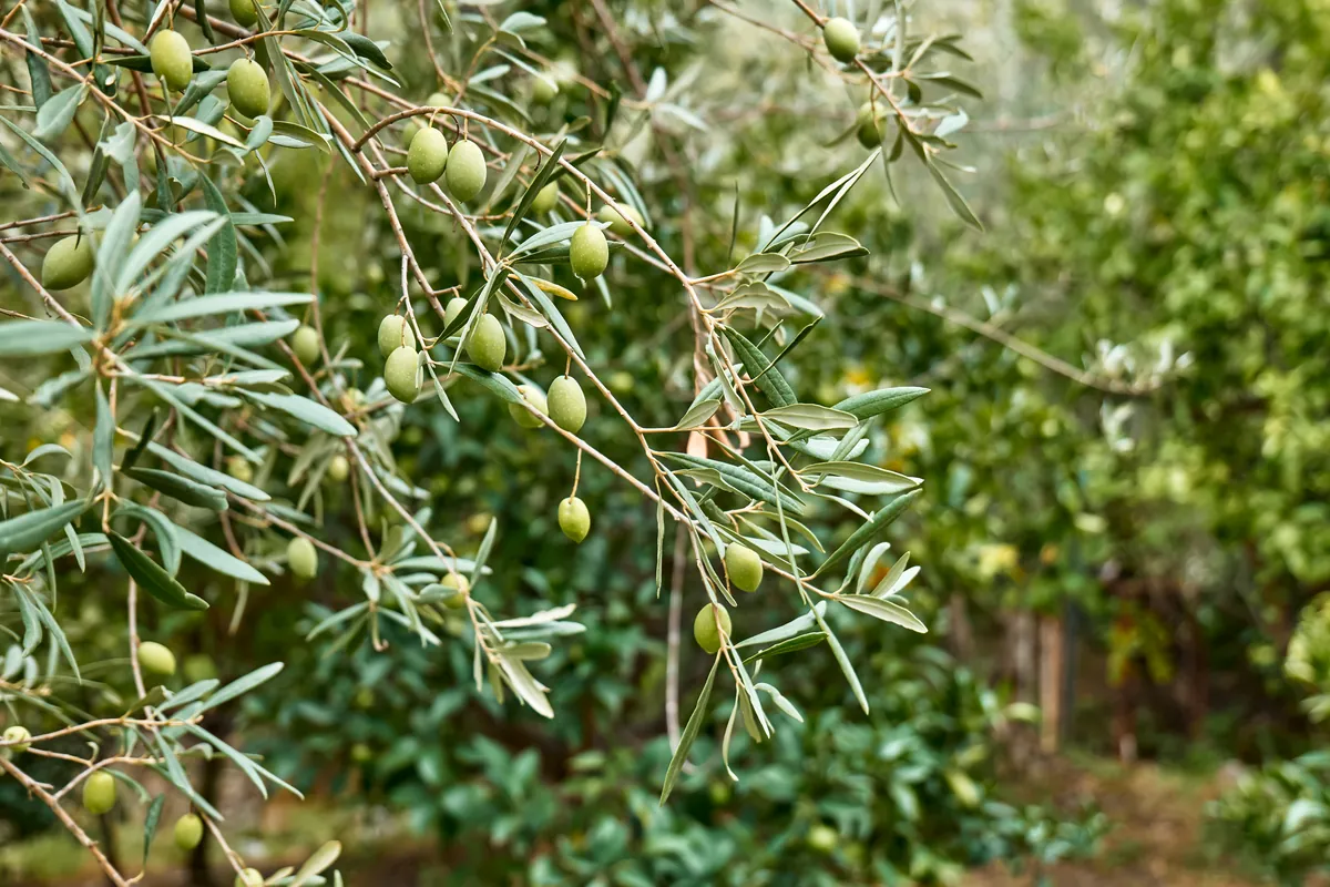 Rama de olivo con aceitunas verdes a plena luz.