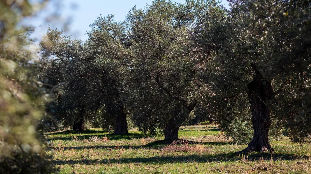 Olivar adulto en un día despejado, con el suelo claro entre los troncos.