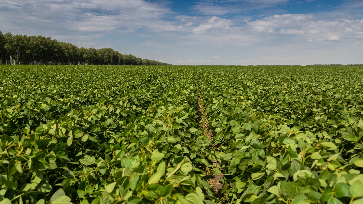 Campo de soja verde con árboles en el horizonte.