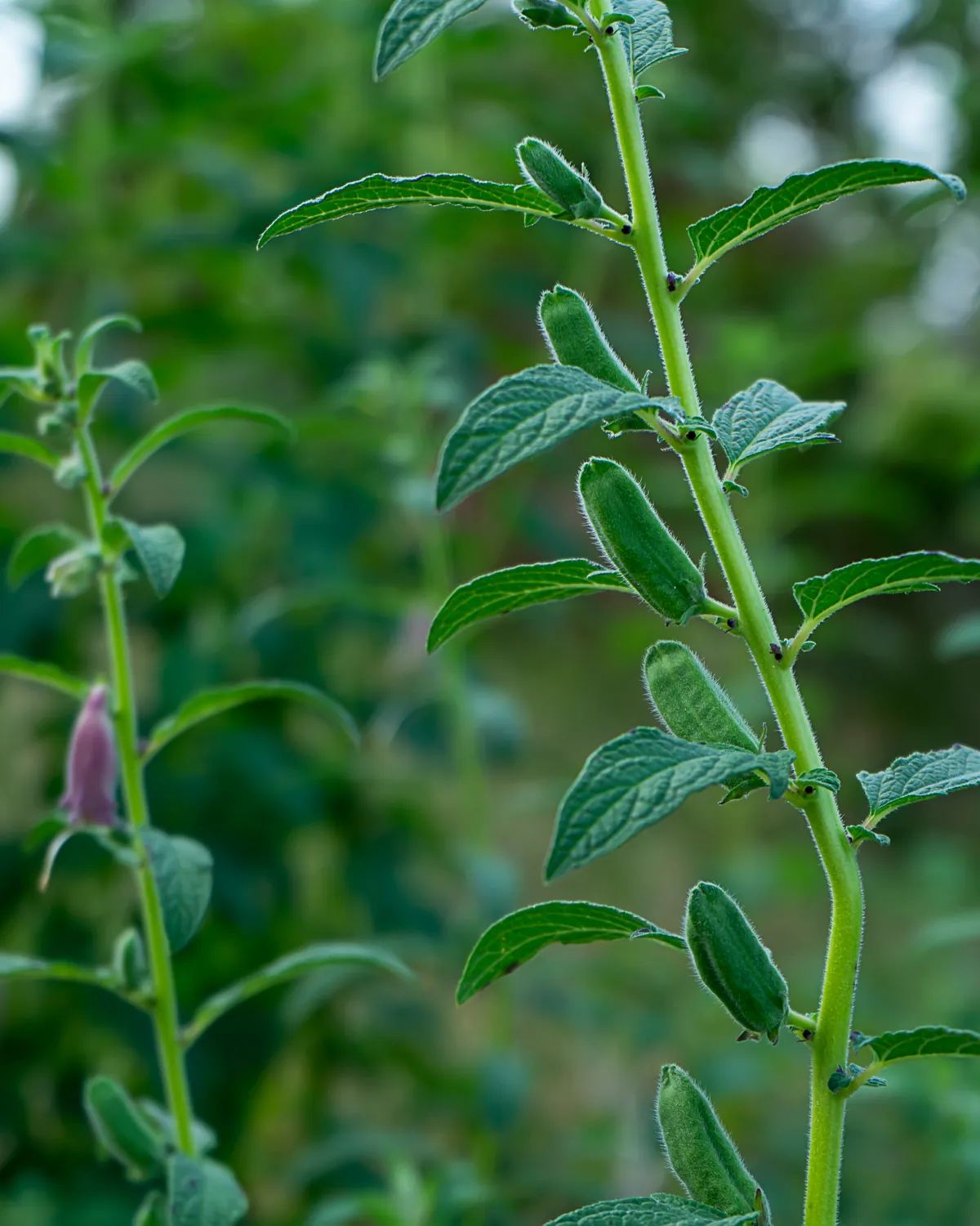 Tallo verde joven con una yema floral, en primer plano.