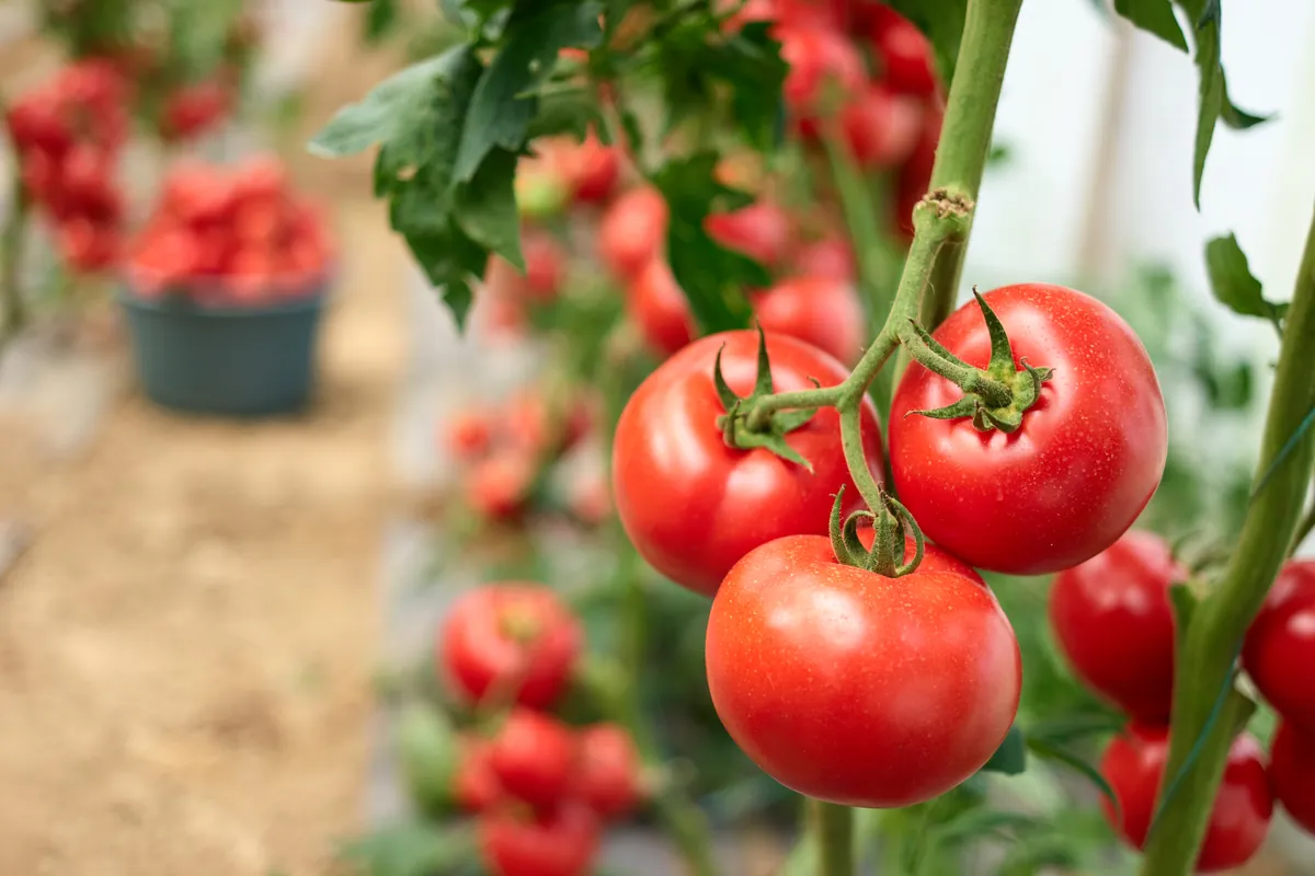 Tomates rojos en la mata, con las hojas alrededor.