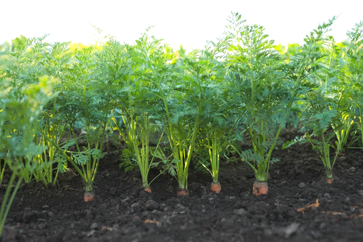 Zanahorias creciendo en hilera sobre tierra oscura.